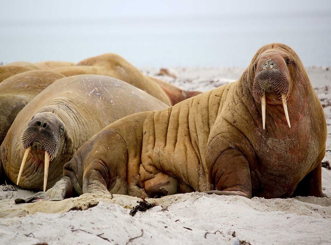 Frequently Asked Questions (FAQs)